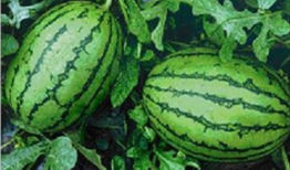 911八卦爆料吃瓜网,吃瓜网带你探秘娱乐圈幕后真相